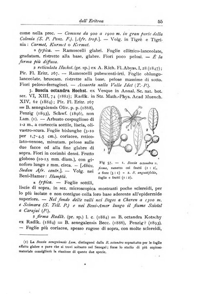 L'agricoltura coloniale organo dell'Istituto agricolo coloniale italiano e dell'Ufficio agrario sperimentale dell'Eritrea