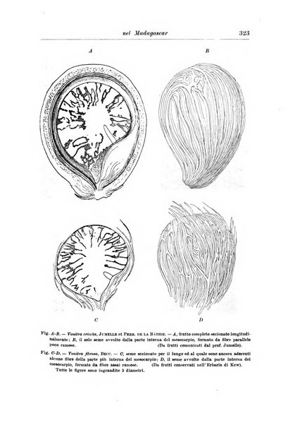 L'agricoltura coloniale organo dell'Istituto agricolo coloniale italiano e dell'Ufficio agrario sperimentale dell'Eritrea