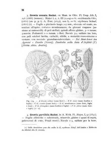 L'agricoltura coloniale organo dell'Istituto agricolo coloniale italiano e dell'Ufficio agrario sperimentale dell'Eritrea