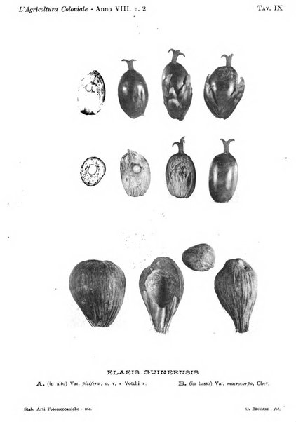 L'agricoltura coloniale organo dell'Istituto agricolo coloniale italiano e dell'Ufficio agrario sperimentale dell'Eritrea