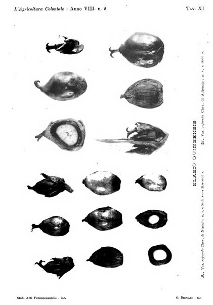 L'agricoltura coloniale organo dell'Istituto agricolo coloniale italiano e dell'Ufficio agrario sperimentale dell'Eritrea