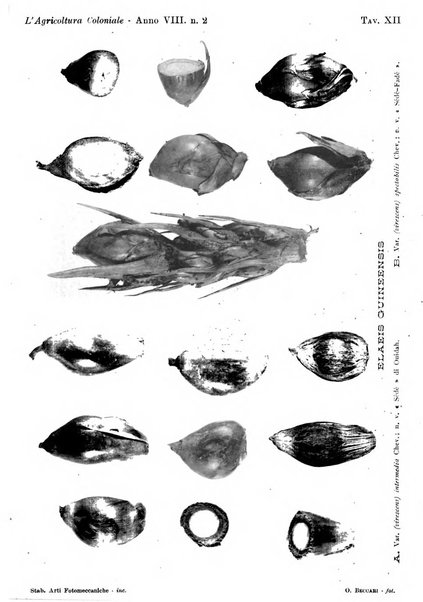 L'agricoltura coloniale organo dell'Istituto agricolo coloniale italiano e dell'Ufficio agrario sperimentale dell'Eritrea