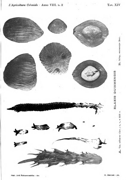 L'agricoltura coloniale organo dell'Istituto agricolo coloniale italiano e dell'Ufficio agrario sperimentale dell'Eritrea