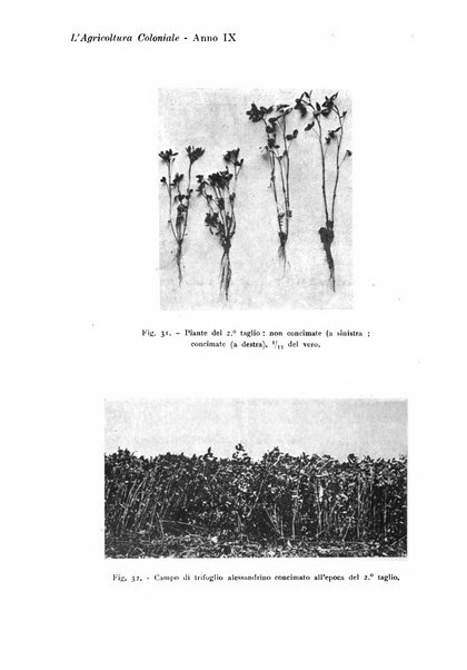 L'agricoltura coloniale organo dell'Istituto agricolo coloniale italiano e dell'Ufficio agrario sperimentale dell'Eritrea