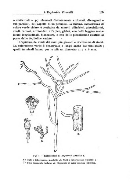 L'agricoltura coloniale organo dell'Istituto agricolo coloniale italiano e dell'Ufficio agrario sperimentale dell'Eritrea