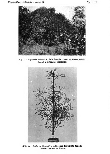 L'agricoltura coloniale organo dell'Istituto agricolo coloniale italiano e dell'Ufficio agrario sperimentale dell'Eritrea