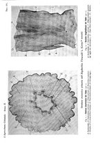 giornale/TO00199161/1916/V.1/00000241