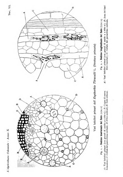 L'agricoltura coloniale organo dell'Istituto agricolo coloniale italiano e dell'Ufficio agrario sperimentale dell'Eritrea