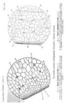 giornale/TO00199161/1916/V.1/00000245