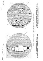 giornale/TO00199161/1916/V.1/00000249