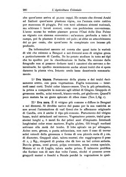 L'agricoltura coloniale organo dell'Istituto agricolo coloniale italiano e dell'Ufficio agrario sperimentale dell'Eritrea