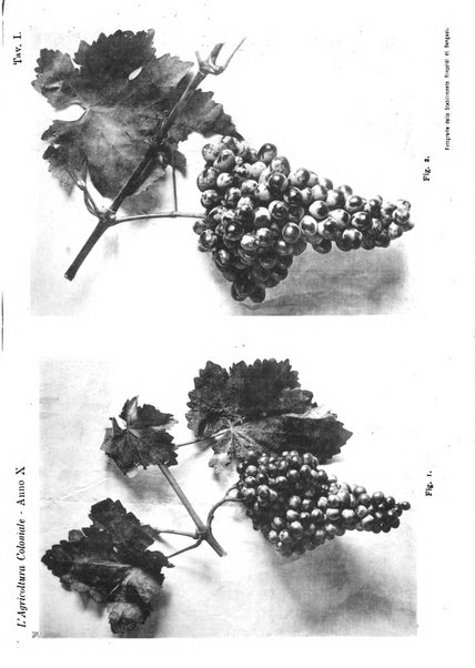 L'agricoltura coloniale organo dell'Istituto agricolo coloniale italiano e dell'Ufficio agrario sperimentale dell'Eritrea