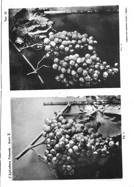 L'agricoltura coloniale organo dell'Istituto agricolo coloniale italiano e dell'Ufficio agrario sperimentale dell'Eritrea