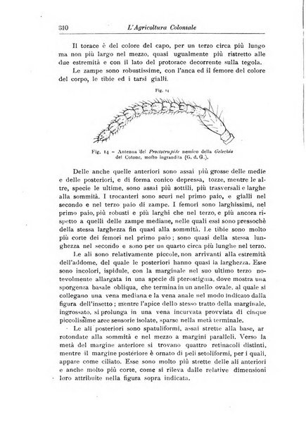 L'agricoltura coloniale organo dell'Istituto agricolo coloniale italiano e dell'Ufficio agrario sperimentale dell'Eritrea