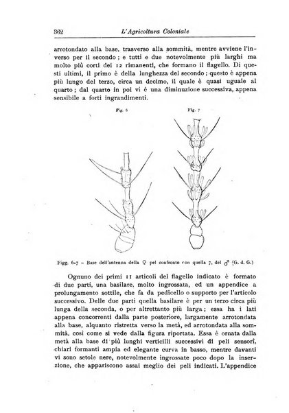 L'agricoltura coloniale organo dell'Istituto agricolo coloniale italiano e dell'Ufficio agrario sperimentale dell'Eritrea