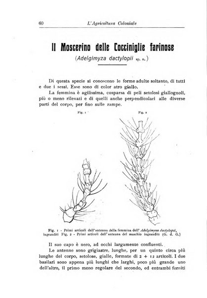 L'agricoltura coloniale organo dell'Istituto agricolo coloniale italiano e dell'Ufficio agrario sperimentale dell'Eritrea