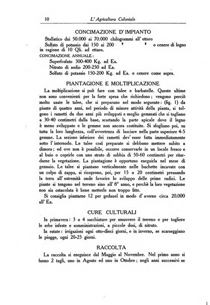 L'agricoltura coloniale organo dell'Istituto agricolo coloniale italiano e dell'Ufficio agrario sperimentale dell'Eritrea