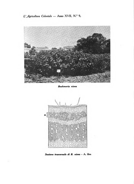 L'agricoltura coloniale organo dell'Istituto agricolo coloniale italiano e dell'Ufficio agrario sperimentale dell'Eritrea