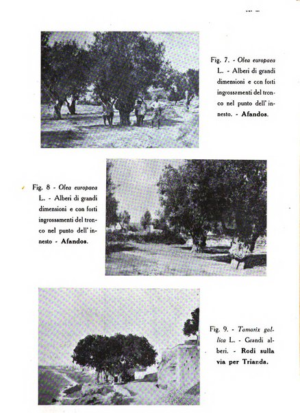 L'agricoltura coloniale organo dell'Istituto agricolo coloniale italiano e dell'Ufficio agrario sperimentale dell'Eritrea