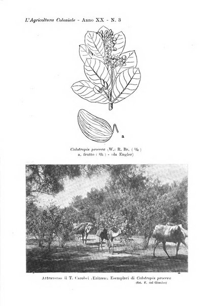 L'agricoltura coloniale organo dell'Istituto agricolo coloniale italiano e dell'Ufficio agrario sperimentale dell'Eritrea