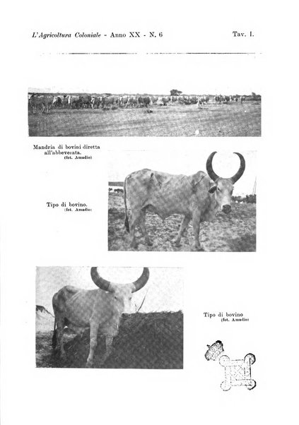 L'agricoltura coloniale organo dell'Istituto agricolo coloniale italiano e dell'Ufficio agrario sperimentale dell'Eritrea