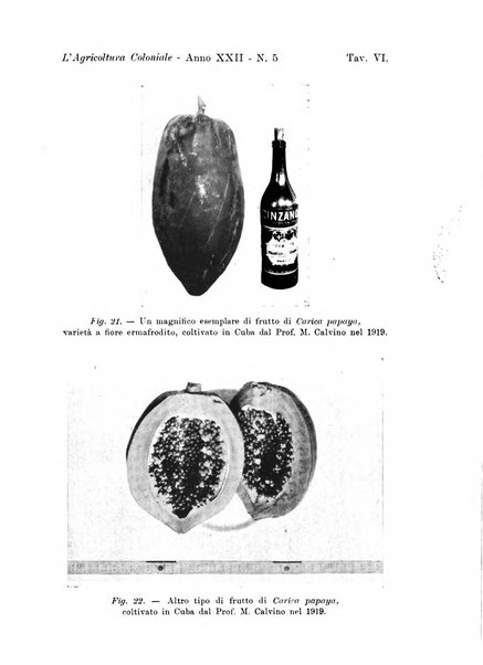 L'agricoltura coloniale organo dell'Istituto agricolo coloniale italiano e dell'Ufficio agrario sperimentale dell'Eritrea