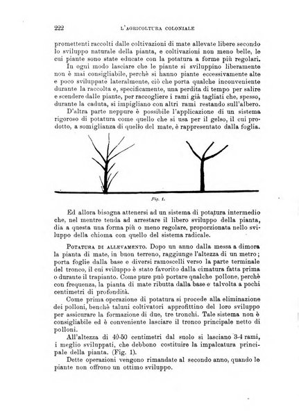 L'agricoltura coloniale organo dell'Istituto agricolo coloniale italiano e dell'Ufficio agrario sperimentale dell'Eritrea