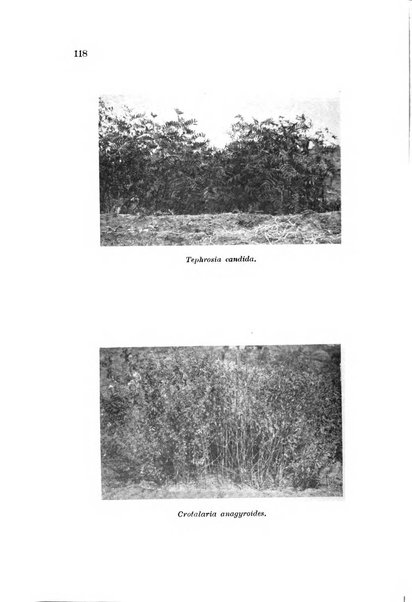 L'agricoltura coloniale organo dell'Istituto agricolo coloniale italiano e dell'Ufficio agrario sperimentale dell'Eritrea