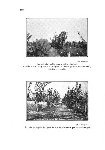 L'agricoltura coloniale organo dell'Istituto agricolo coloniale italiano e dell'Ufficio agrario sperimentale dell'Eritrea