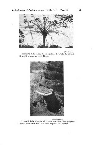 L'agricoltura coloniale organo dell'Istituto agricolo coloniale italiano e dell'Ufficio agrario sperimentale dell'Eritrea