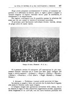 giornale/TO00199161/1936/unico/00000233
