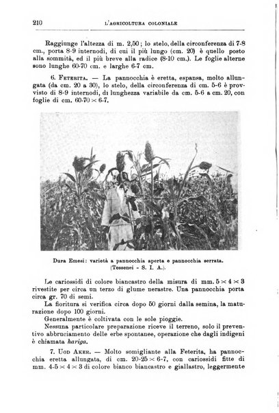 L'agricoltura coloniale organo dell'Istituto agricolo coloniale italiano e dell'Ufficio agrario sperimentale dell'Eritrea