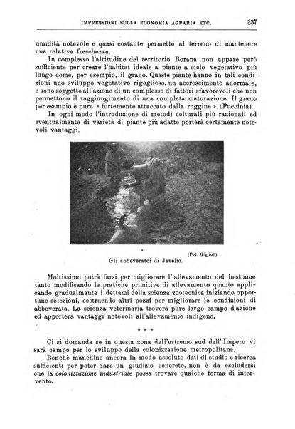 L'agricoltura coloniale organo dell'Istituto agricolo coloniale italiano e dell'Ufficio agrario sperimentale dell'Eritrea