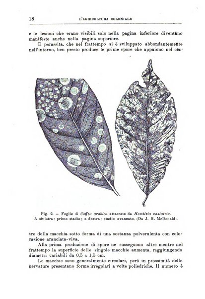 L'agricoltura coloniale organo dell'Istituto agricolo coloniale italiano e dell'Ufficio agrario sperimentale dell'Eritrea