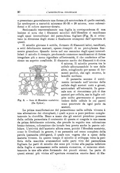 L'agricoltura coloniale organo dell'Istituto agricolo coloniale italiano e dell'Ufficio agrario sperimentale dell'Eritrea