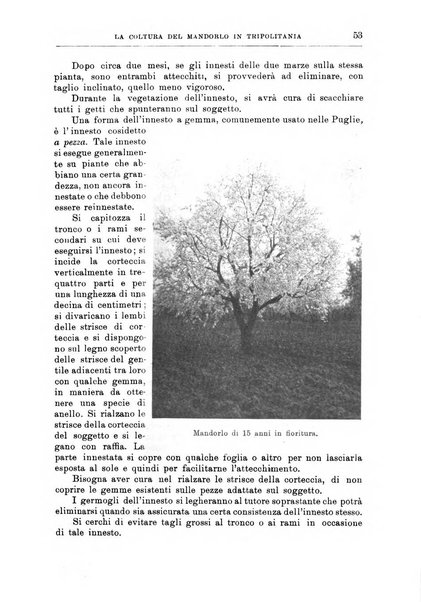 L'agricoltura coloniale organo dell'Istituto agricolo coloniale italiano e dell'Ufficio agrario sperimentale dell'Eritrea