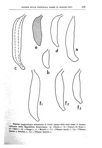 L'agricoltura coloniale organo dell'Istituto agricolo coloniale italiano e dell'Ufficio agrario sperimentale dell'Eritrea