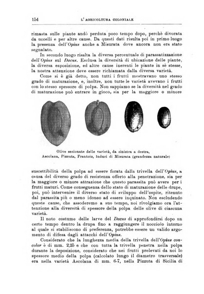 L'agricoltura coloniale organo dell'Istituto agricolo coloniale italiano e dell'Ufficio agrario sperimentale dell'Eritrea