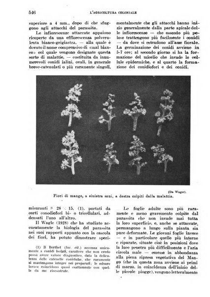 L'agricoltura coloniale organo dell'Istituto agricolo coloniale italiano e dell'Ufficio agrario sperimentale dell'Eritrea