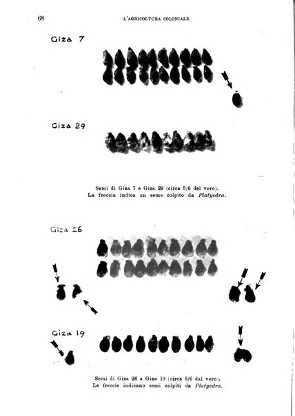 L'agricoltura coloniale organo dell'Istituto agricolo coloniale italiano e dell'Ufficio agrario sperimentale dell'Eritrea