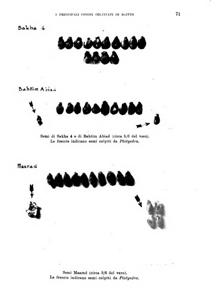 L'agricoltura coloniale organo dell'Istituto agricolo coloniale italiano e dell'Ufficio agrario sperimentale dell'Eritrea