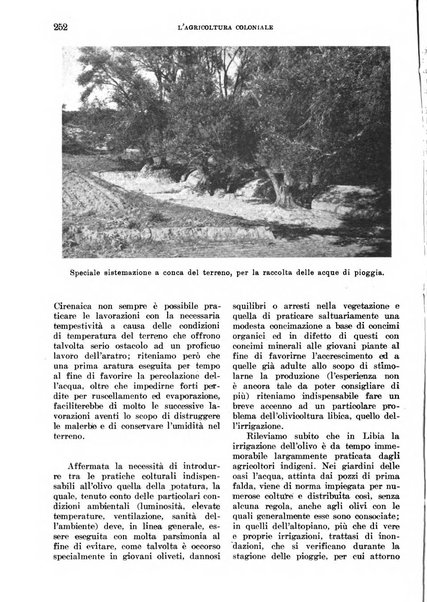 L'agricoltura coloniale organo dell'Istituto agricolo coloniale italiano e dell'Ufficio agrario sperimentale dell'Eritrea