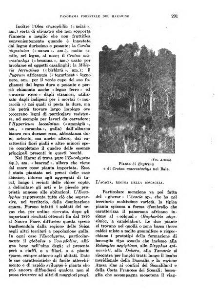 L'agricoltura coloniale organo dell'Istituto agricolo coloniale italiano e dell'Ufficio agrario sperimentale dell'Eritrea