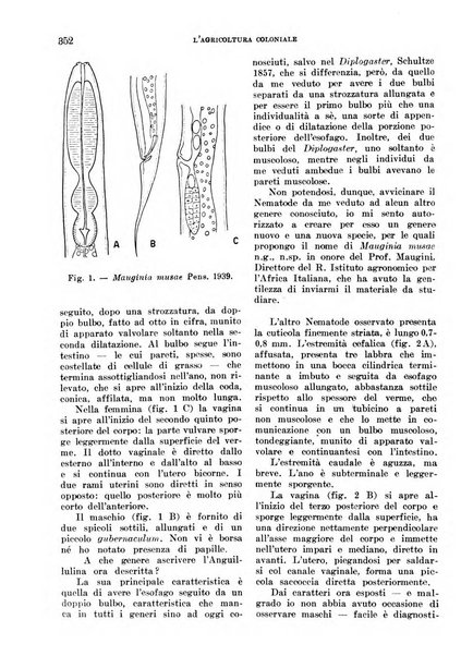 L'agricoltura coloniale organo dell'Istituto agricolo coloniale italiano e dell'Ufficio agrario sperimentale dell'Eritrea