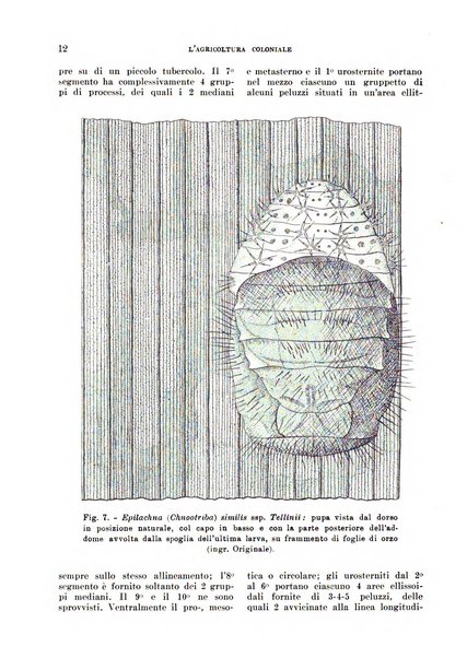 L'agricoltura coloniale organo dell'Istituto agricolo coloniale italiano e dell'Ufficio agrario sperimentale dell'Eritrea