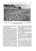 giornale/TO00199161/1941/unico/00000341