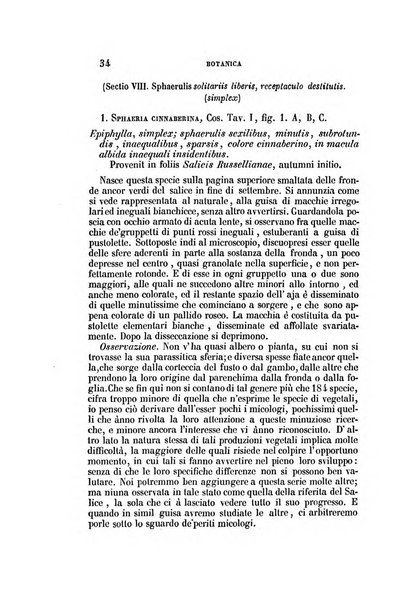 Il Giambattista Vico giornale scientifico fondato e pubblicato sotto gli auspici di Sua Altezza Reale il conte di Siracusa