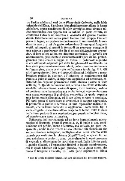 Il Giambattista Vico giornale scientifico fondato e pubblicato sotto gli auspici di Sua Altezza Reale il conte di Siracusa