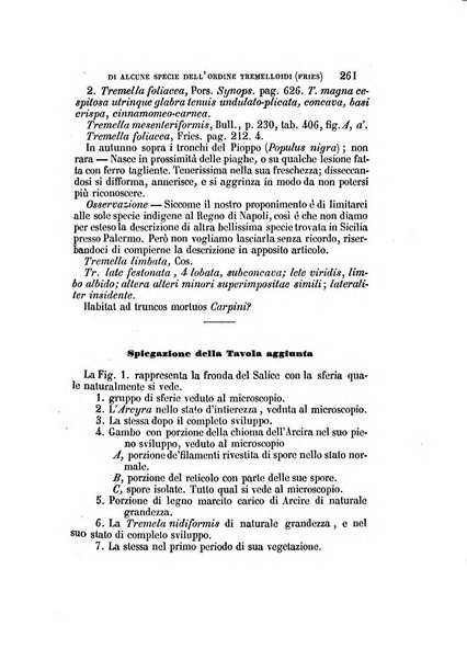 Il Giambattista Vico giornale scientifico fondato e pubblicato sotto gli auspici di Sua Altezza Reale il conte di Siracusa