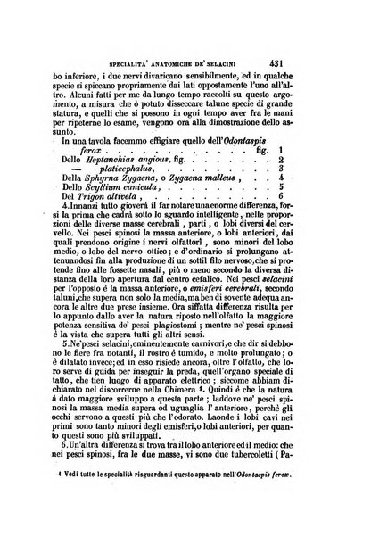 Il Giambattista Vico giornale scientifico fondato e pubblicato sotto gli auspici di Sua Altezza Reale il conte di Siracusa